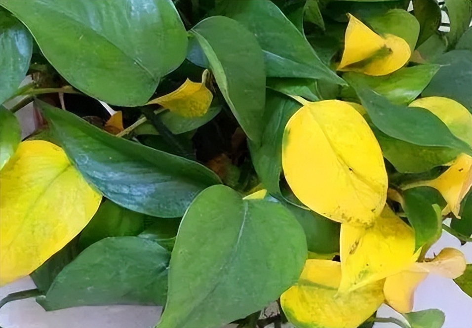 绿萝为什么叶子发黄应该怎样管理,绿萝叶片发黄怎么消除