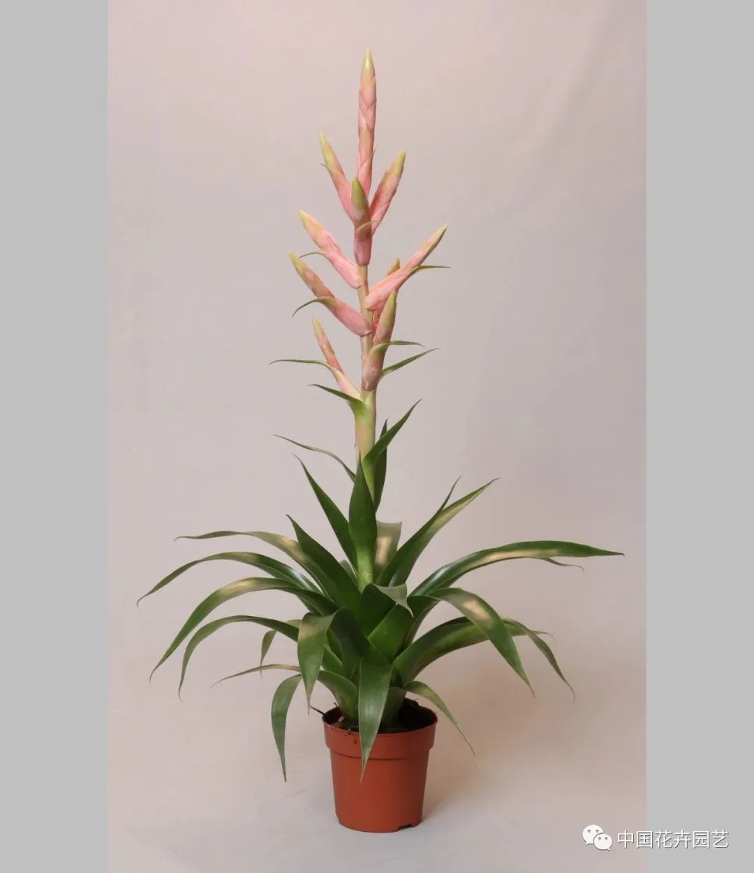 荷兰年度Glazen Tulp新奇植物奖15件产品名单公布 | 每周国际花讯