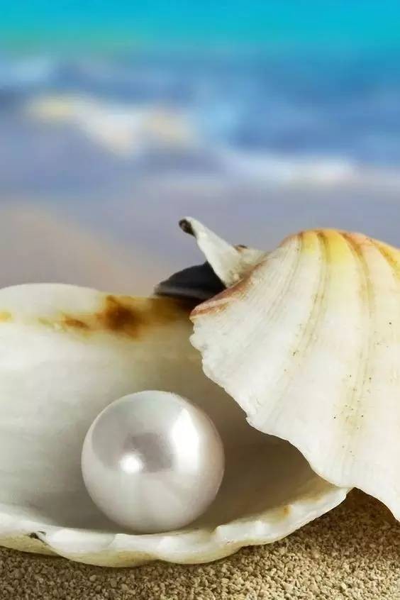 寻渔记海洋小百科|沧海月明珠有泪——来自海洋的珍宝