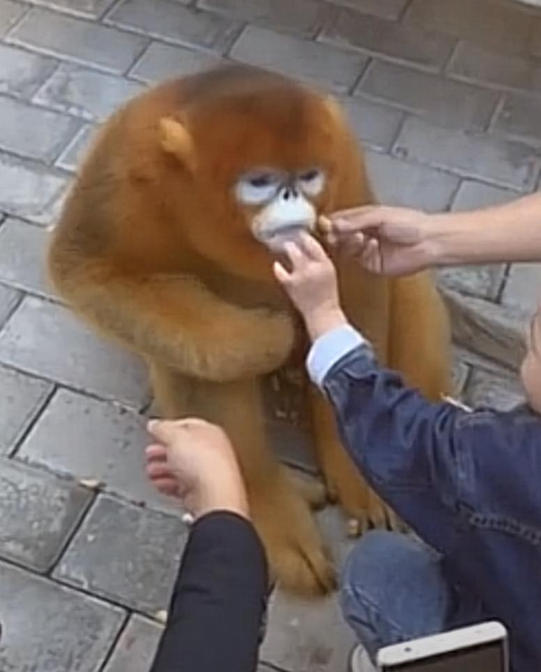 怒江金丝猴和峨眉猴干架,金丝猴遇上峨眉山猴子会发生什么