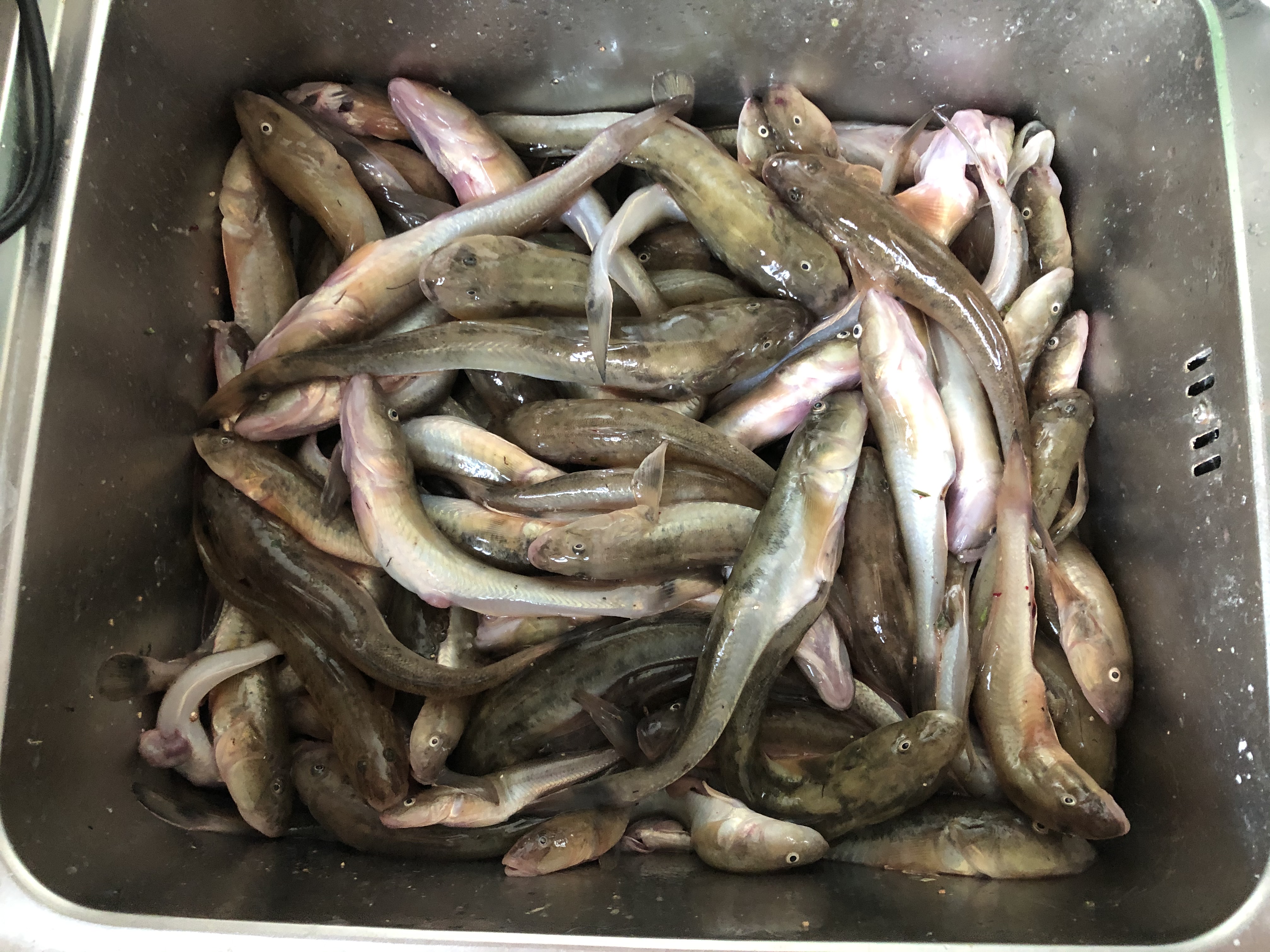 东北楞巴鱼怎么钓,楞巴鱼几月可以钓