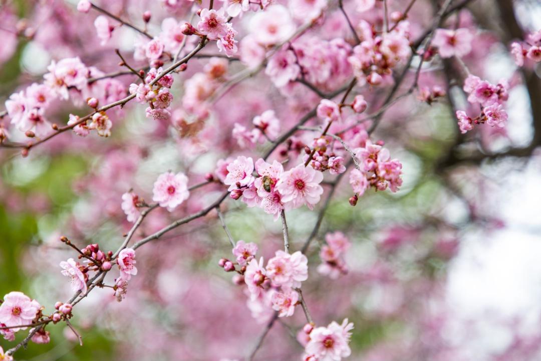 春暖花开时正是游湖赏花季,千岛湖四月赏花季节