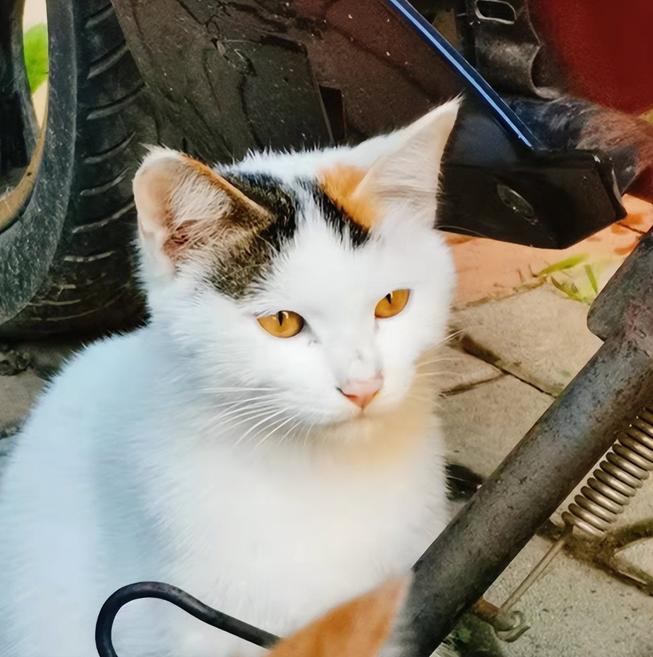 北中医猫,北中医校园