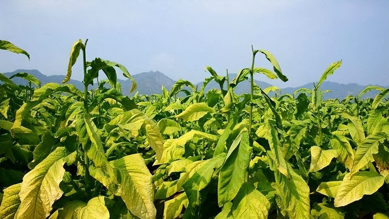 中国香烟比较贵的,中国香烟最老的老牌子有哪些