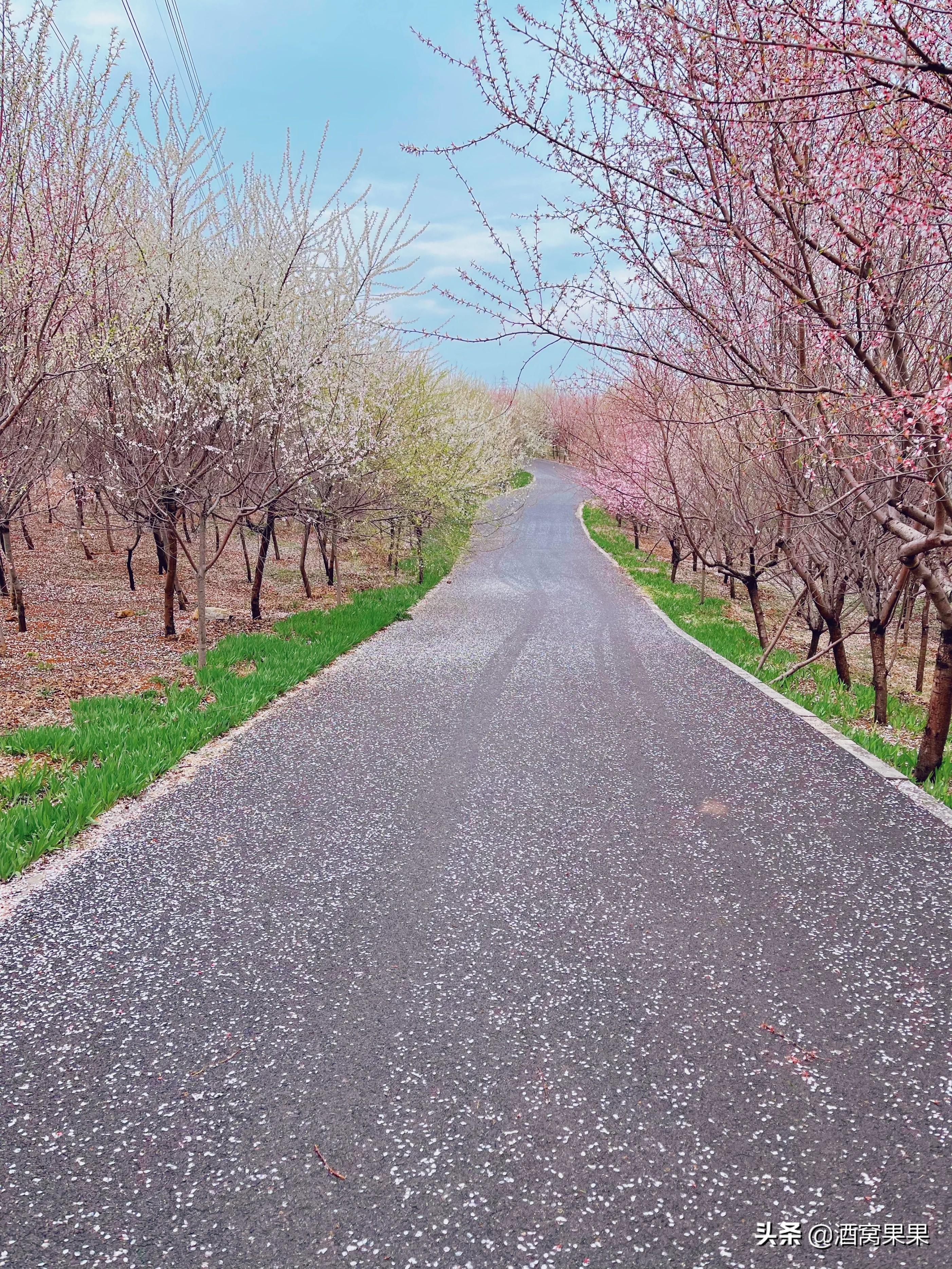 大连湾体育公园，十里桃花，不要门票停车免费还可露营遛娃