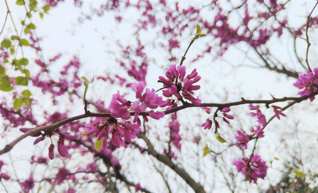 鐩哥害鍐滃ぇ,鐩歌仛浜戠鐩哥害鍐滃ぇ