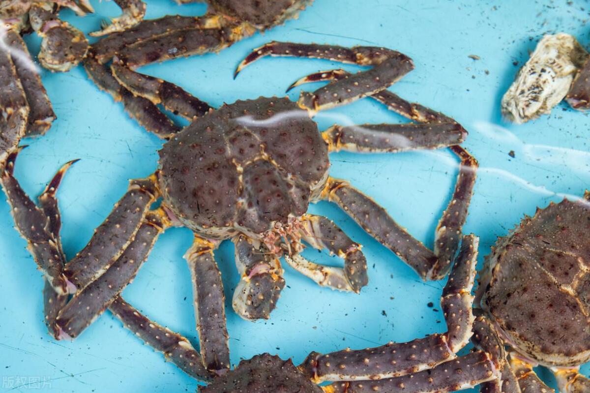 这十种螃蟹你吃过几种,比帝王蟹还要好吃的十种螃蟹