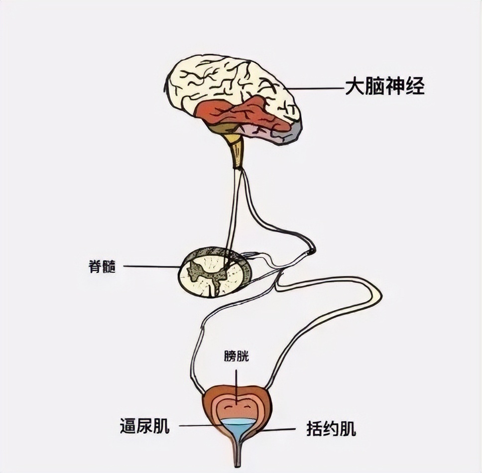 排尿困难尿不出来是怎么治疗,有尿感但排尿困难还排不尽