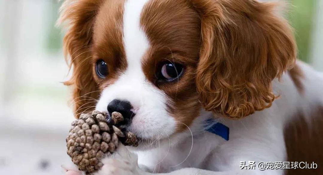 查尔斯王骑士猎犬智商,查尔斯骑士猎犬