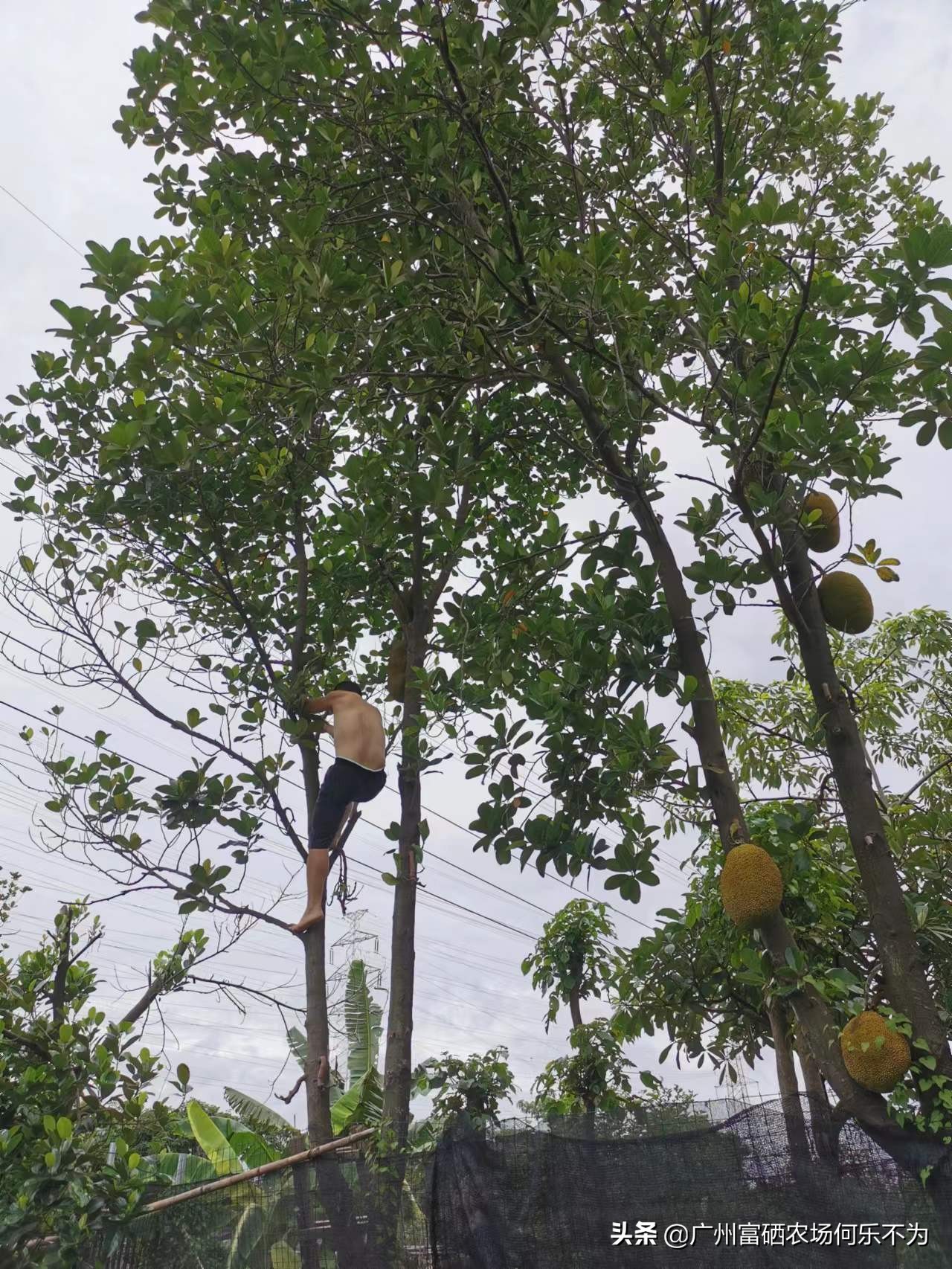广州富硒农场:用嘴可亲到的菠萝蜜,别用头碰我