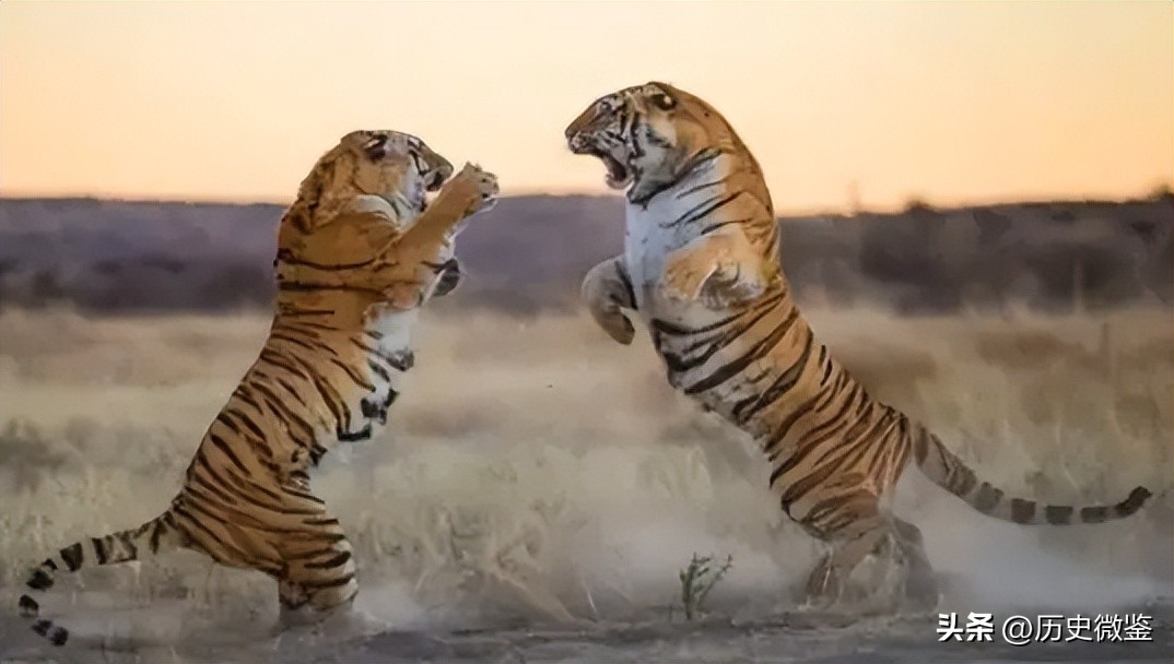 中国将5只华南虎放到非洲草原，繁衍15只后，为何迟迟不回中国