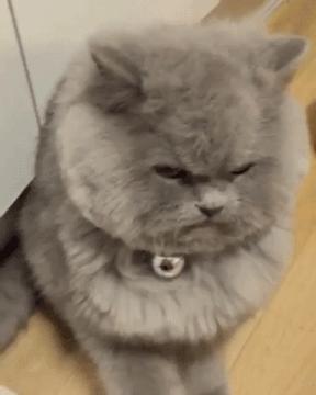 公猫和母猫是怎么进行繁殖的,公猫和母猫如何繁殖