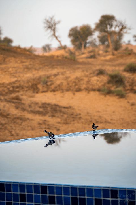 哈伊马角利兹卡尔顿,哈伊马角沙漠丽思卡尔顿酒店