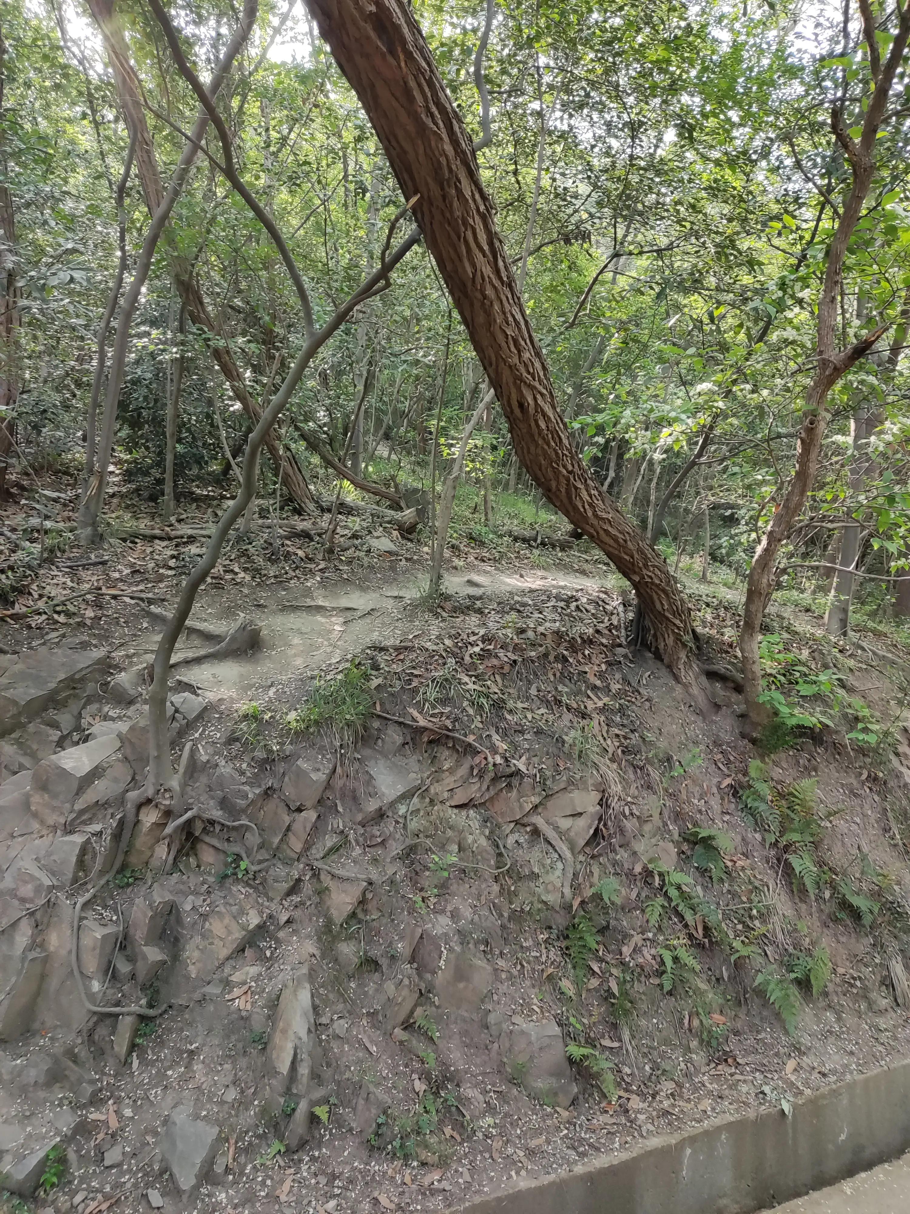 紫金山上的树有多久历史了,山上最难得的古树