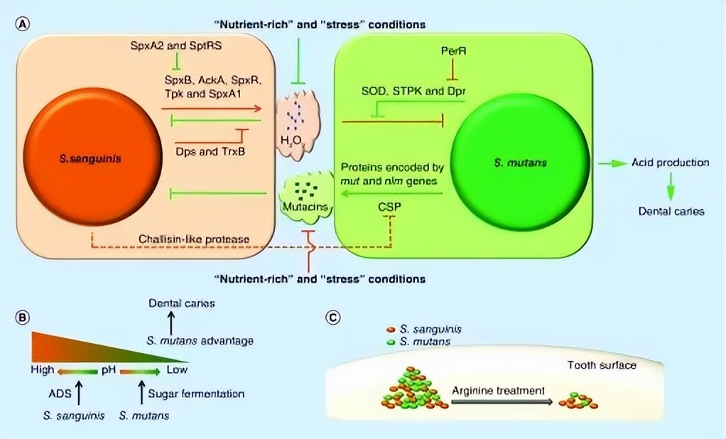 细菌培养结果显示大肠埃希菌,葡萄球菌大肠埃希菌菌落