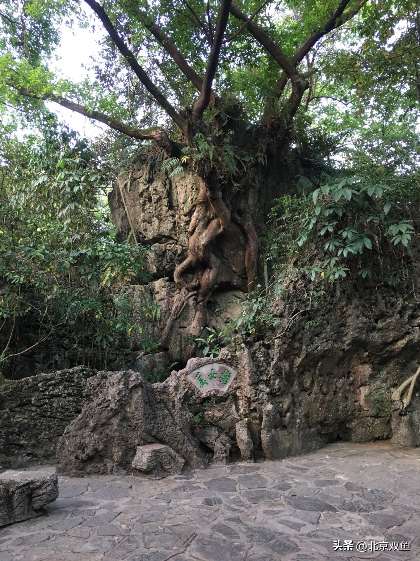 贵州黄果树最美的地方,贵州黄果树旅游攻略自由行