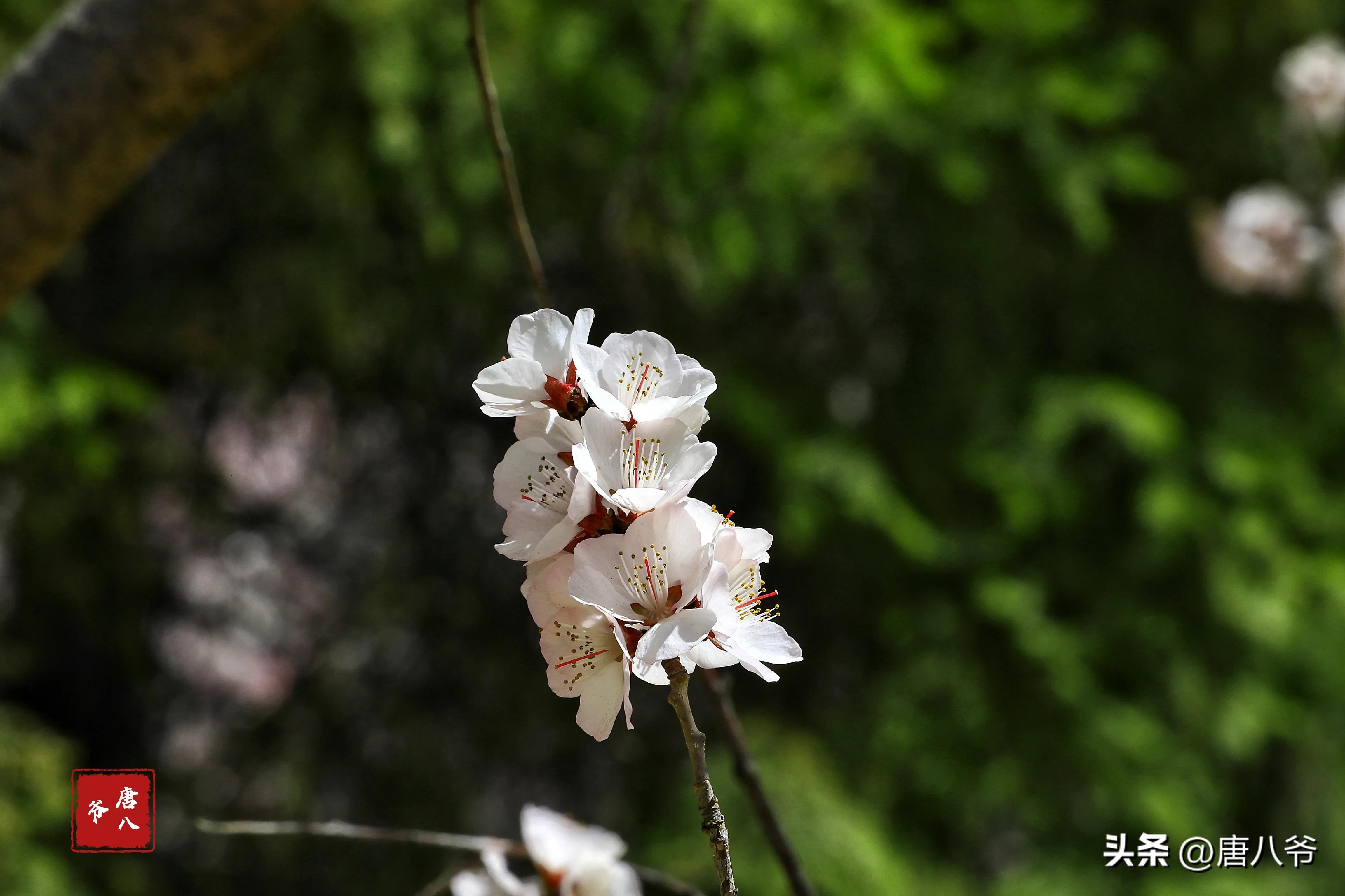 在春暖花开阳光明媚的日子里,在春暖花开的日子里歌曲