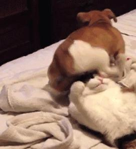 狗狗生长发育需要什么营养,狗狗生长发育顺序