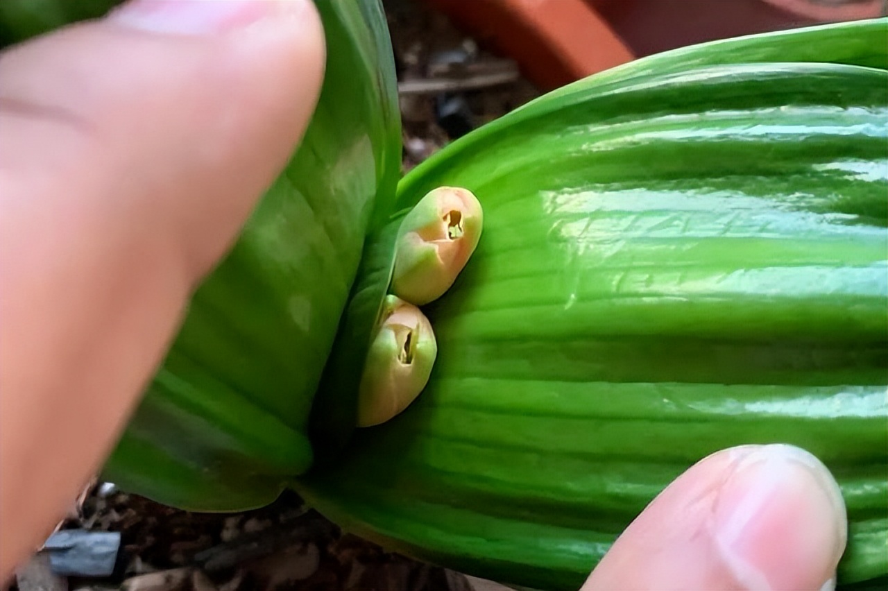 君子兰怎么养的叶片均匀肥厚美观,君子兰怎么才能长得又肥又厚