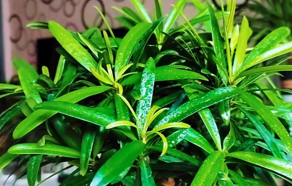 罗汉竹叶子黄了怎么补救,罗汉竹叶子干枯发黄怎么办