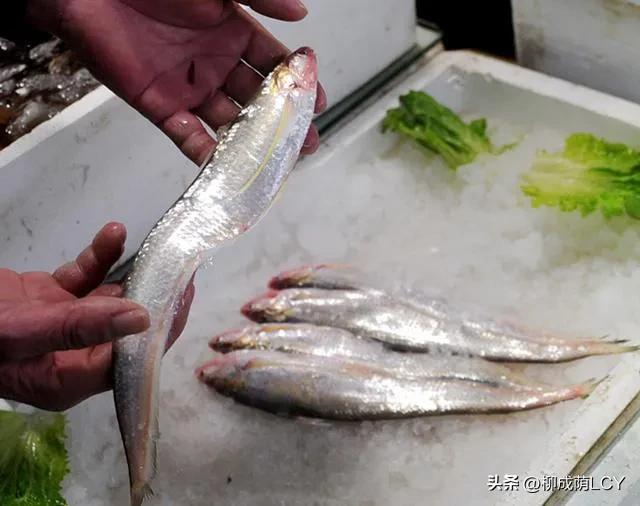 目前市场上的刀鱼是长江刀鱼吗,江阴刀鱼是江刀还是海刀