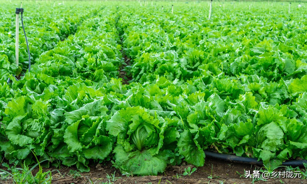 结球生菜和意大利生菜哪个产量高,结球生菜的种植方法