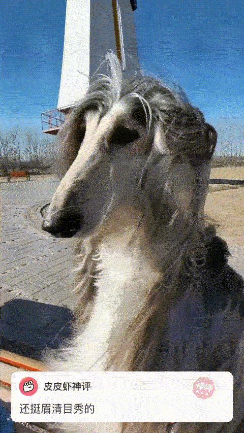 神评论的gif,神评gif搞笑