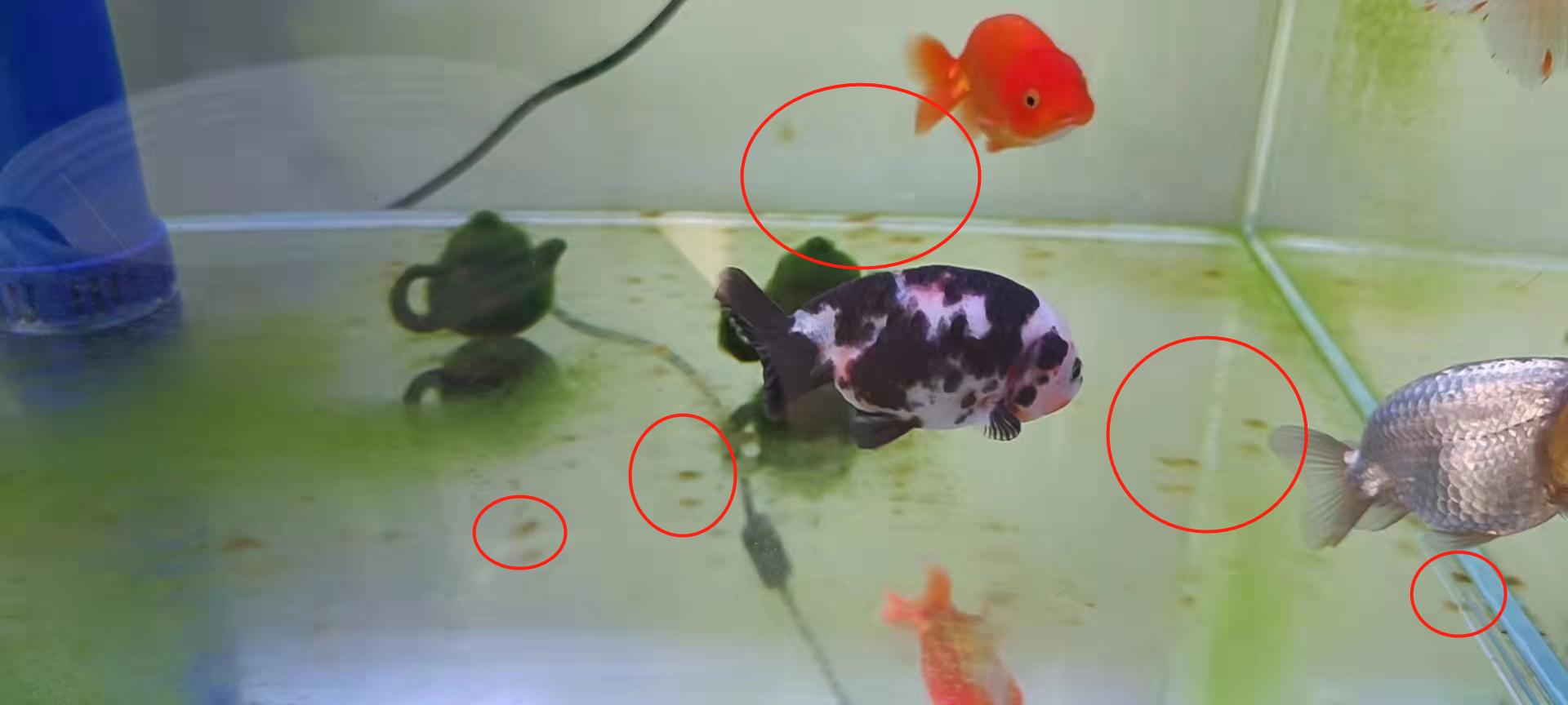 藻类植物可以预防疾病吗,杀菌盐可以预防藻类吗