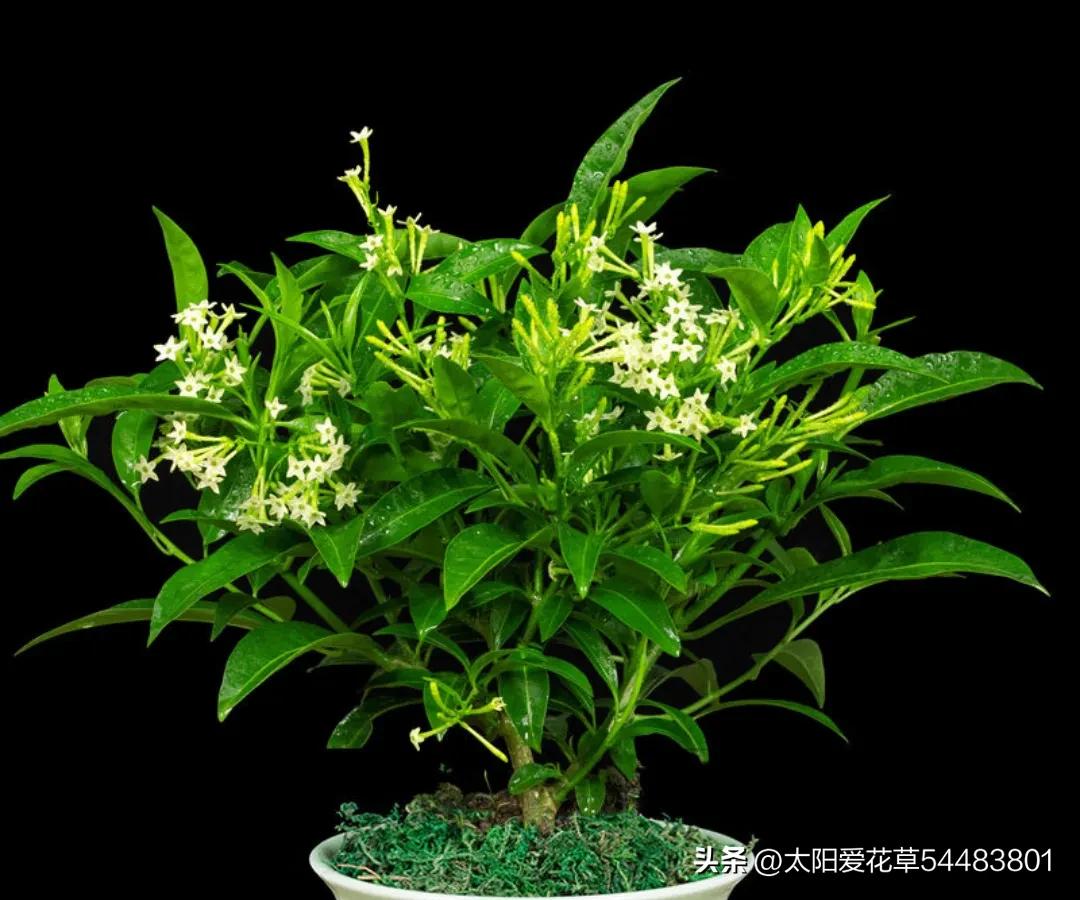 十八种不宜养在家里的毒花,家里养毒花的禁忌