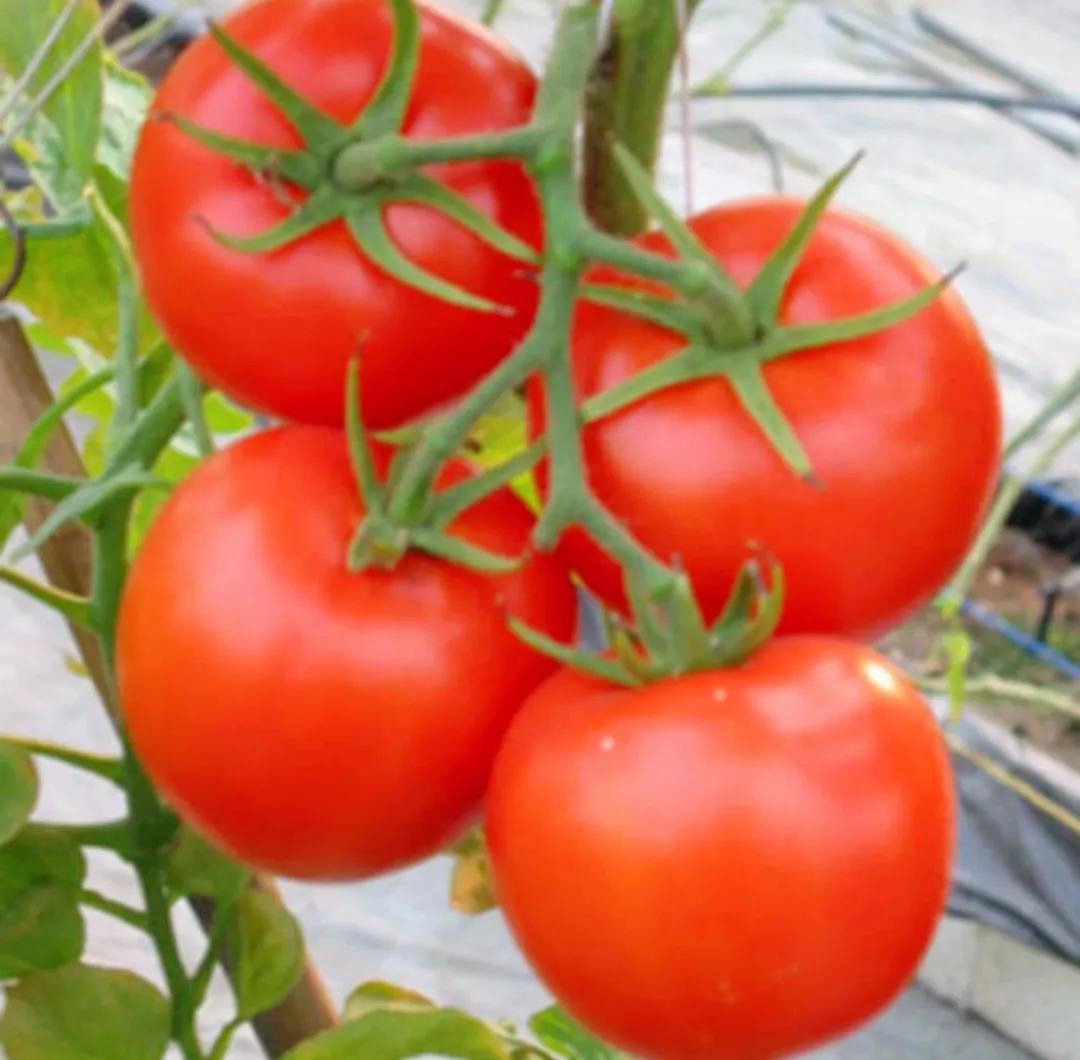 吃什么减脂增肌肉,减脂吃什么主食