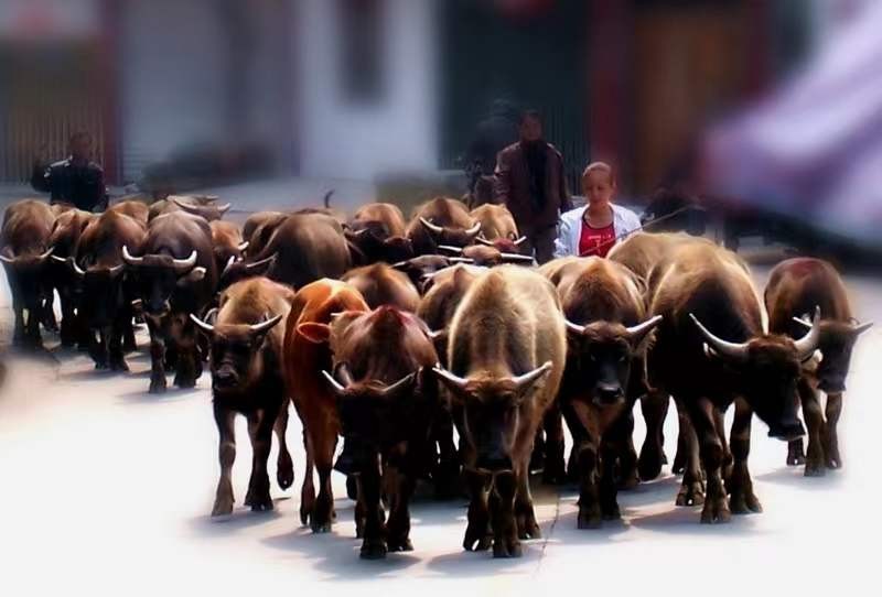 牛价已跌到谷底了吗,牛价格跌破成本线时间