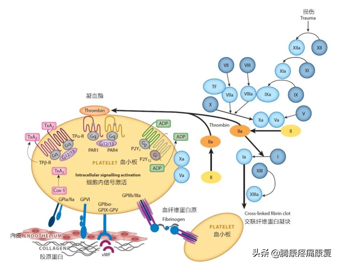 ha玻尿酸极润保湿,ha玻尿酸护肤品好吗