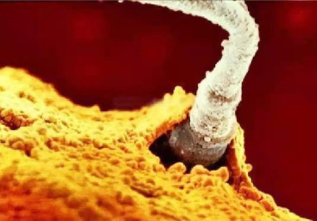 没有受精成功的卵子最后怎么样了,没受孕成功的精子最终去哪