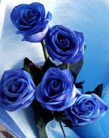 蓝色妖姬花束壁纸,花朵壁纸蓝色