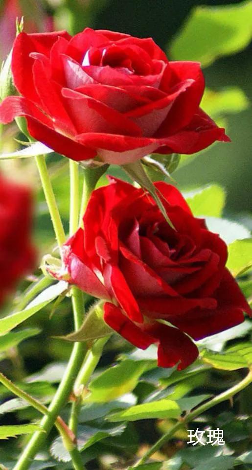 100种花草图片欣赏,50种花草图片大全