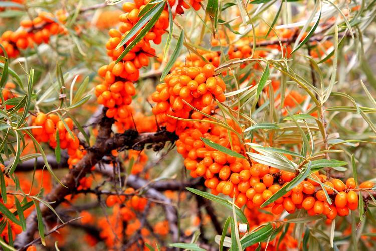 沙棘原浆一盒价格是多少,沙棘原浆功效与沙棘原浆一样吗