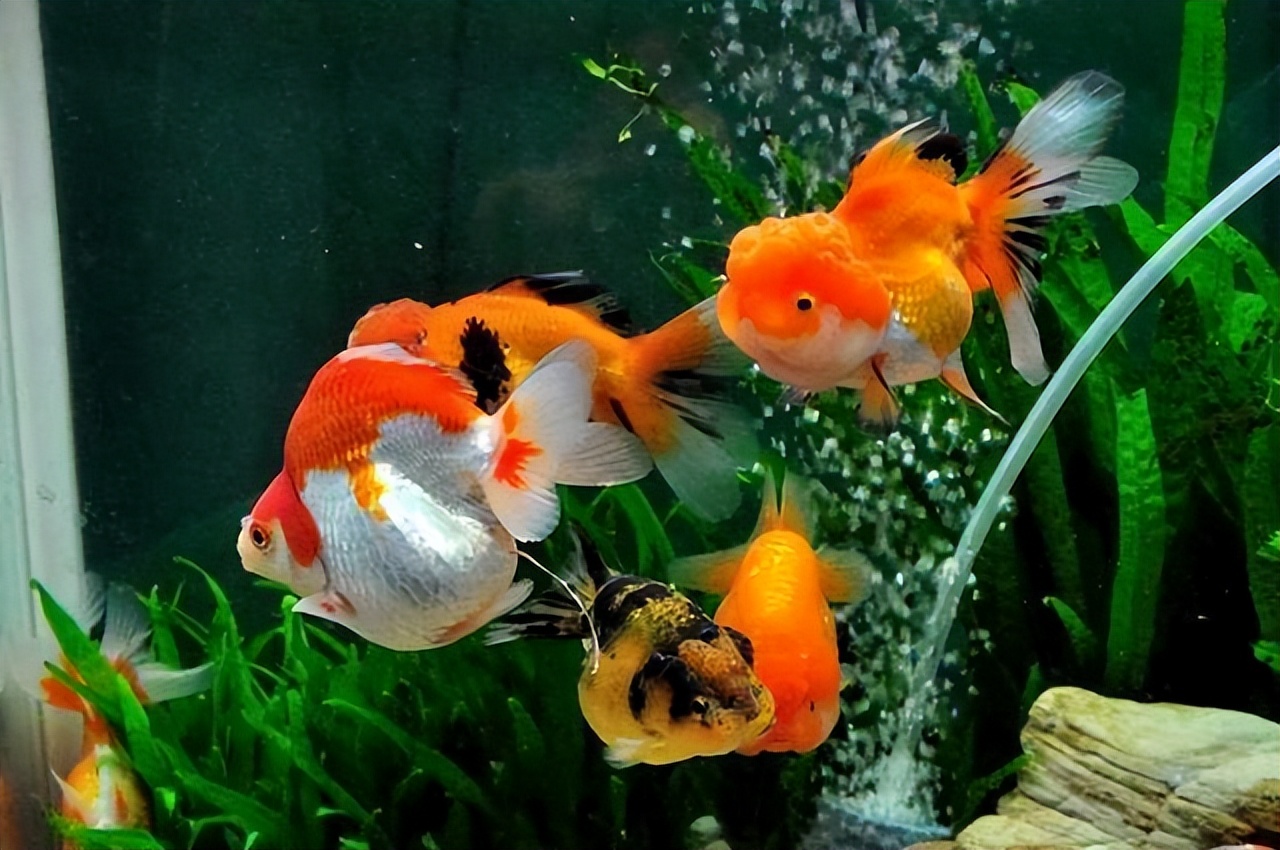 草金鱼晚上沉在水底不动,金鱼肚子胀大趴在水底不动