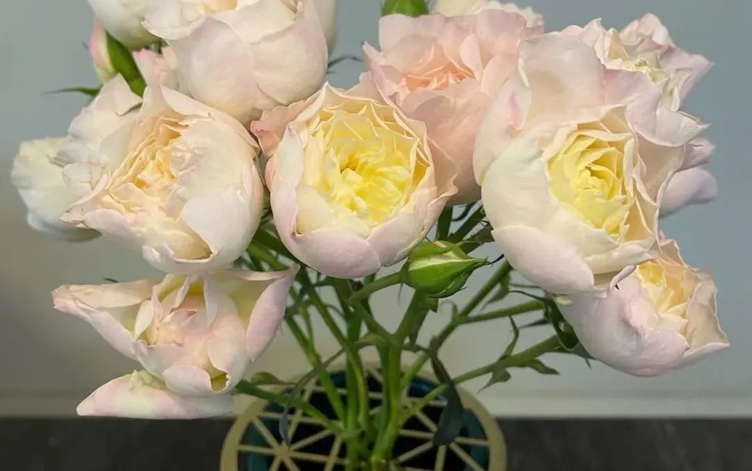 鲜花在水里能养几天会死,新加坡盆栽花卉怎么养