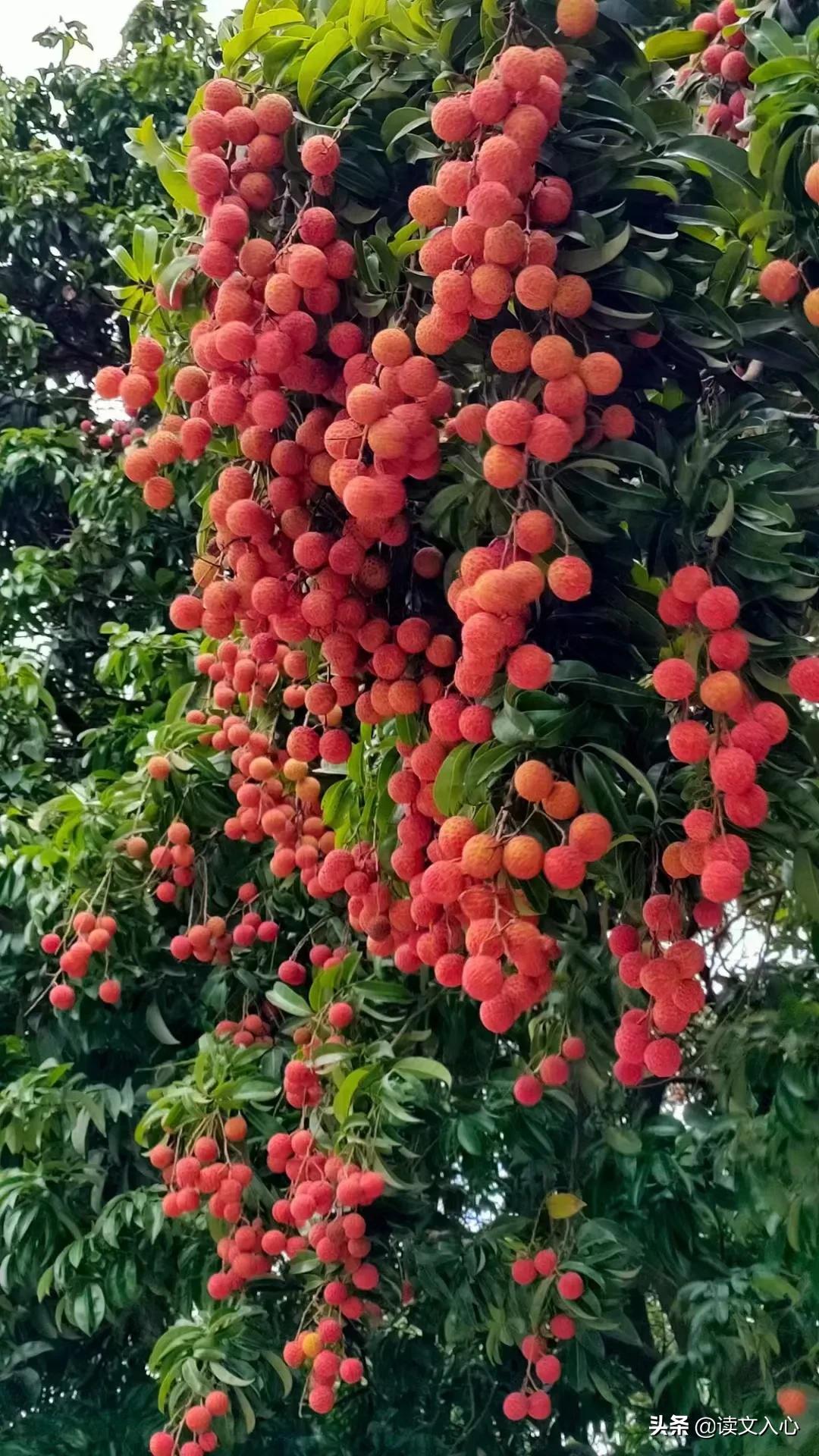 从化区南平静修小镇简介,南平静修小镇旅游文案