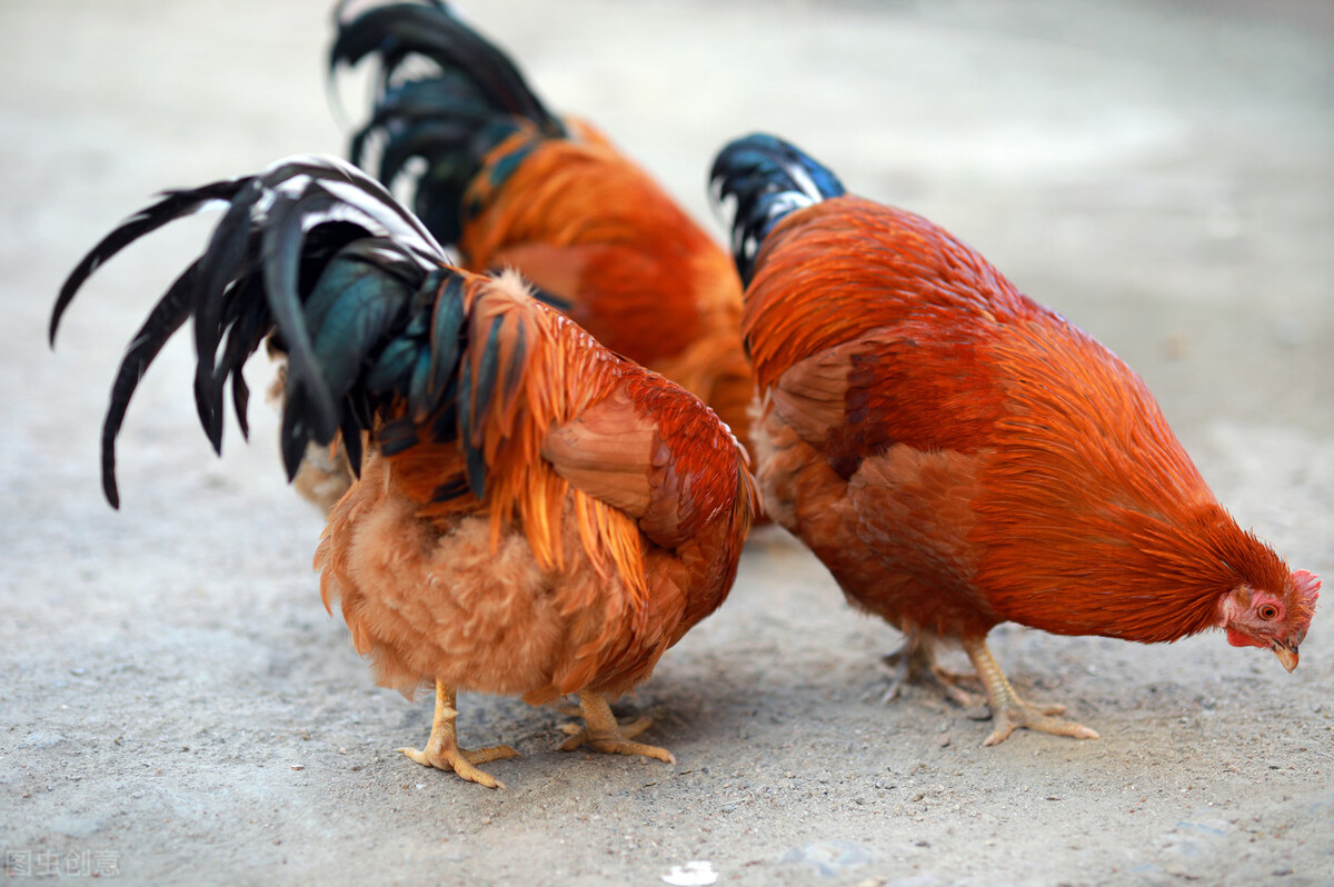 淘汰蛋鸡10元斤还能再等吗,淘汰蛋鸡100元4只