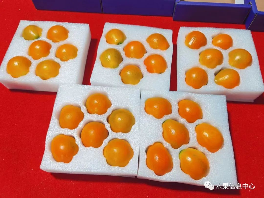 金桔产地视频,金桔多少个品种