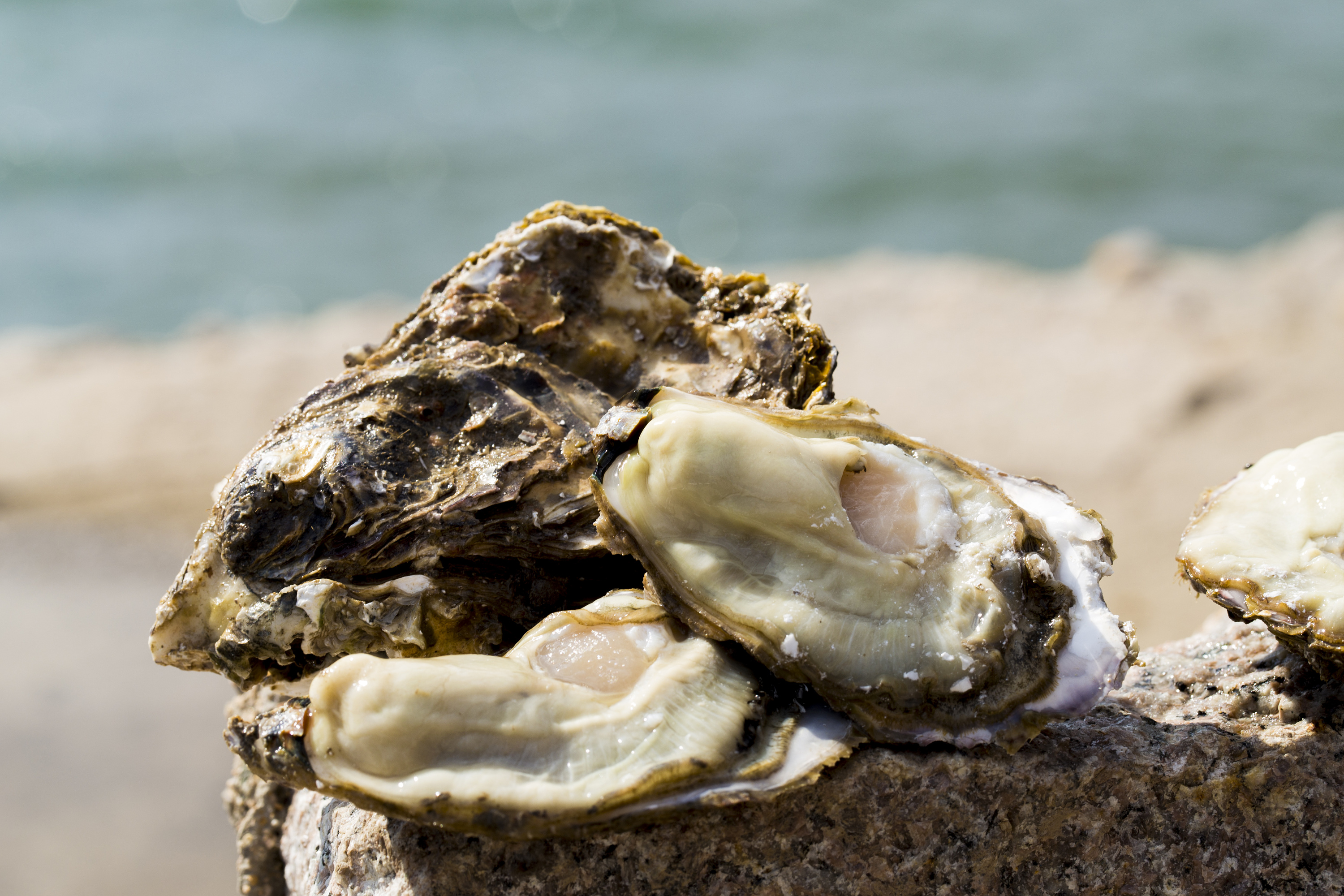 李锦记蚝油和海天哪个好,李锦记和海天蚝油哪个好