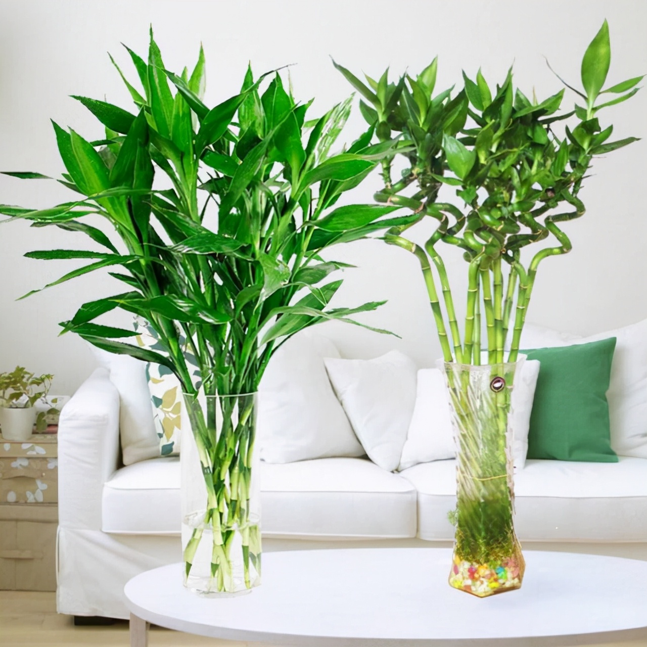 富贵竹怎么养才不会死,富贵竹该怎么养不会死掉