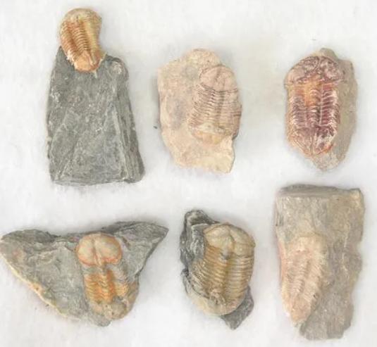 山东三叶虫化石真假,三叶虫远古生物图片