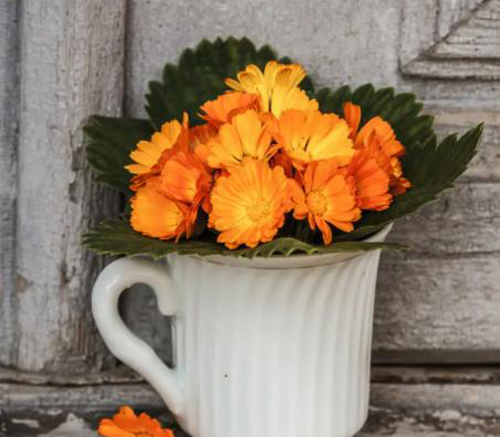 蟑螂虫卵是什么样子,家里出现蟑螂以及蟑螂卵怎么消灭