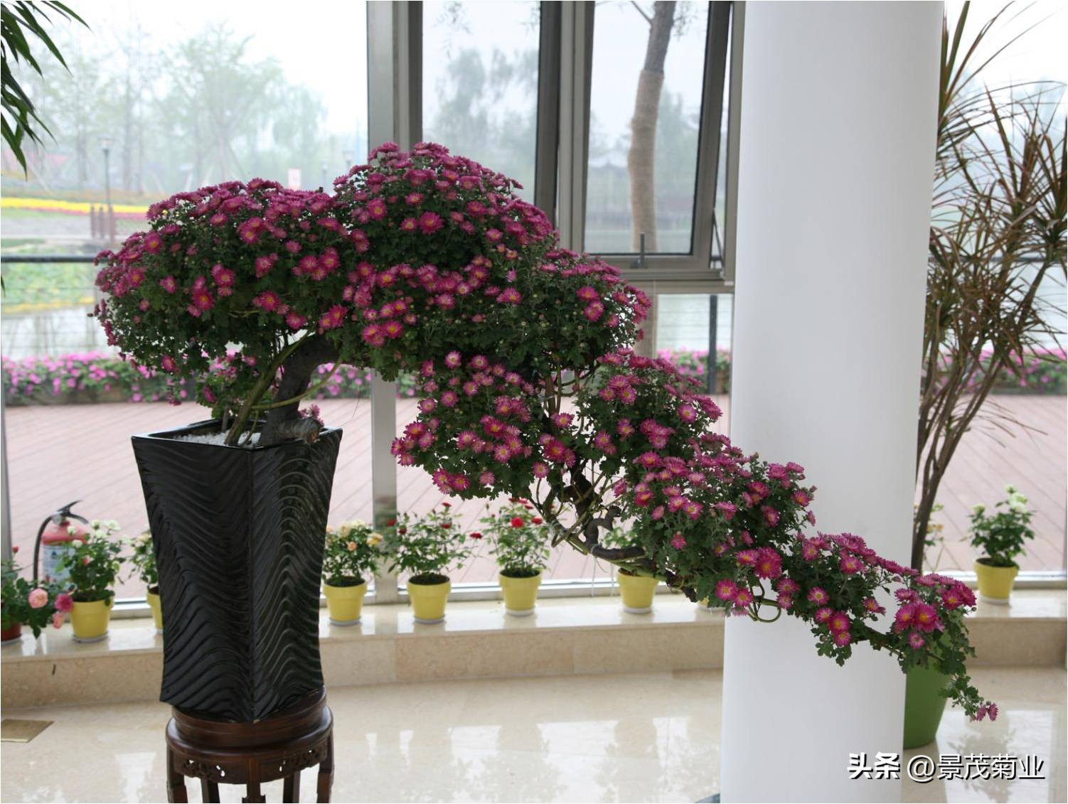 可食用的菊花品种,多头菊花品种图片