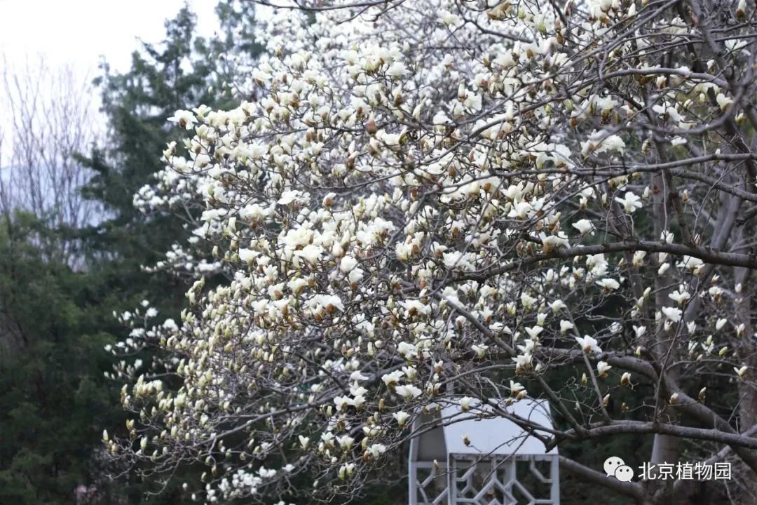 清明小长假去哪儿最全旅游攻略,清明10条精品旅游线路