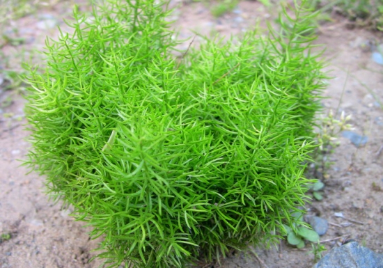 人称“假麦冬”，认识的人不多，若幸运遇见，记得采挖带回家