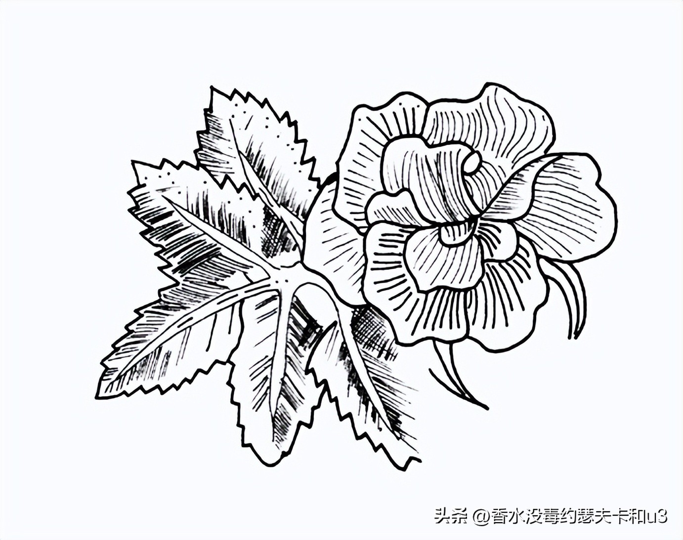 三大网红香水,十大网红香水值得入手吗