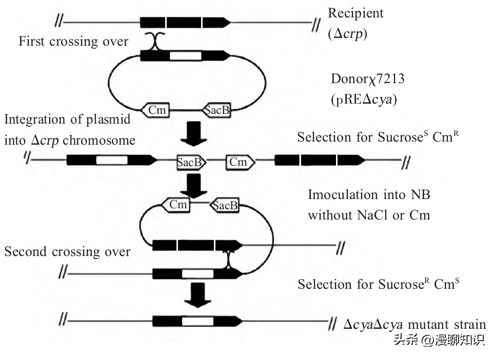 鸡沙门菌能引起鸡白痢吗,鸡白痢沙门氏菌病的研究进展